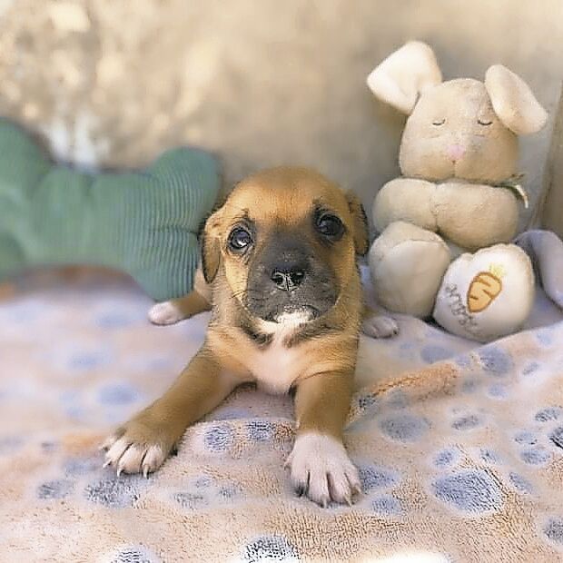 adopcion